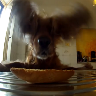 Artistas del robo canino: Joe Cocker, un 