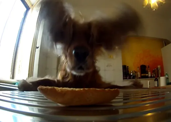 Artistas del robo canino: Joe Cocker, un 