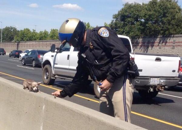 La foto del día (y del año) una chihuahua rescatada en medio de una autopista