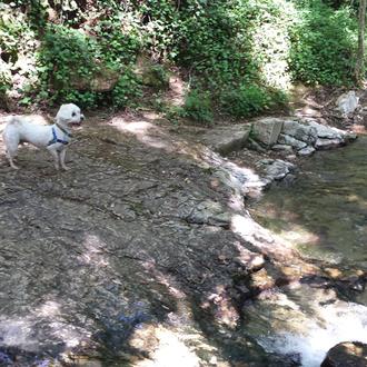 EsCANPadas felices: ruta fresca y extra bonita para ir con …
