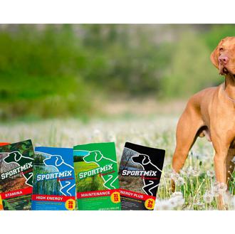 Más de 70 perros han muerto y más de 80 …