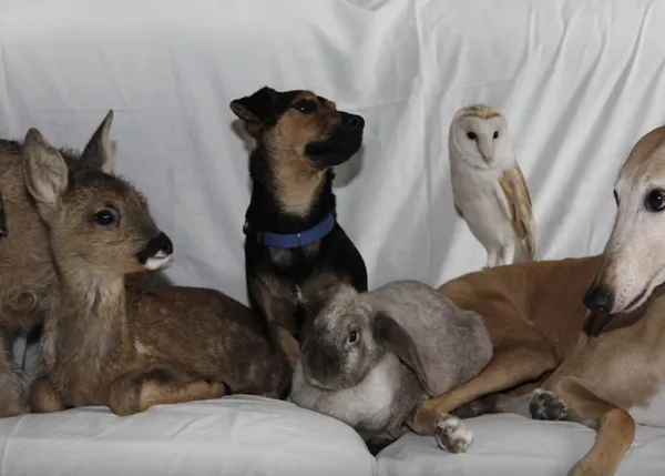 Una galga rescatada del maltrato pasó a ser la madre adoptiva de cientos de animales en un santuario