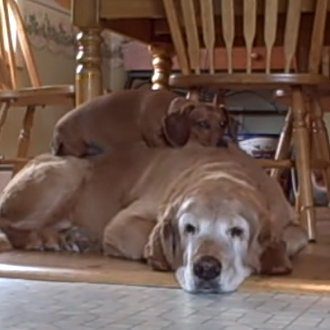 El momento de la siesta, versión perruna