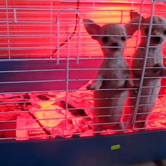 La Guardia Civil interviene 400 cachorros en el mes de …