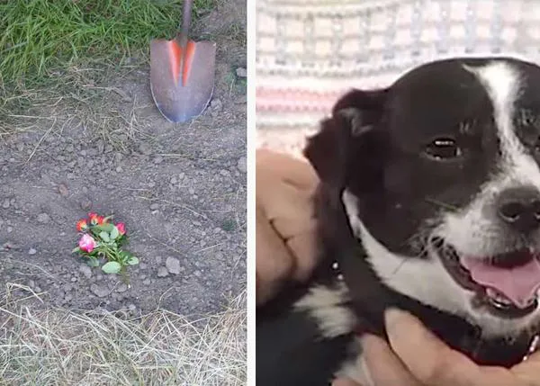 Homenaje canino a Stranger Things: una historia perruna real, venida de otra época para sorprendernos