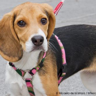 Nuevas amistades de SrPerro: Lola, ¡de dos meses!