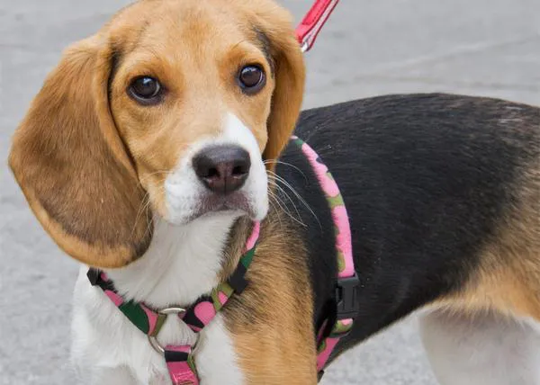 Nuevas amistades de SrPerro: Lola, ¡de dos meses!