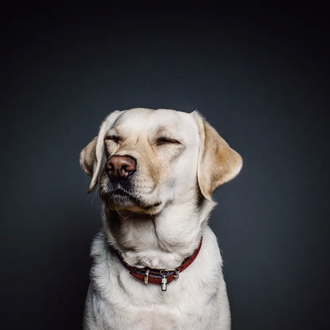 Identifican factores de riesgo que pueden predisponer a un perro …