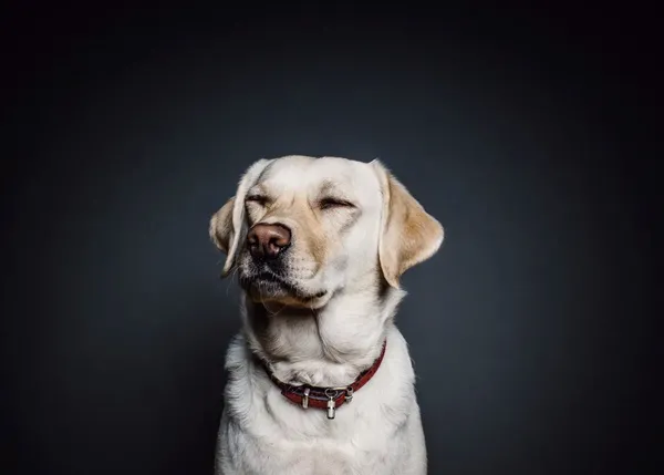 Identifican factores de riesgo que pueden predisponer a un perro a sufrir demencia canina