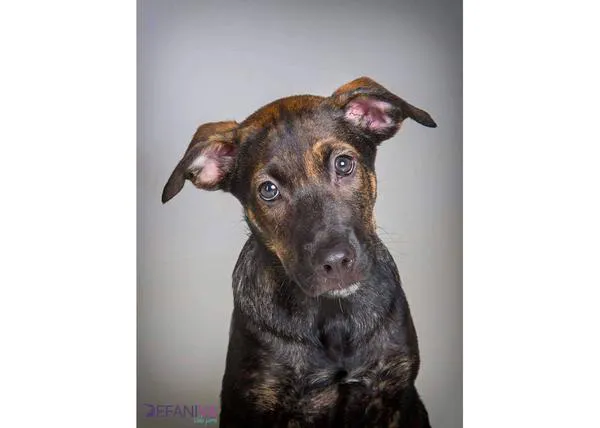 El adoptante de Cooper, el cachorrote maltratado y asfixiado, ha reconocido ante el juez que él lo mató