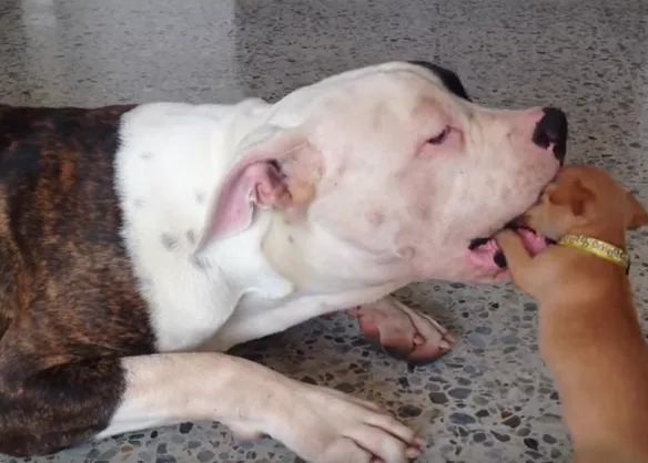 Una cachorra de Chihuahua y un Bulldog Americano en la sesión de juegos más adorable del mundo