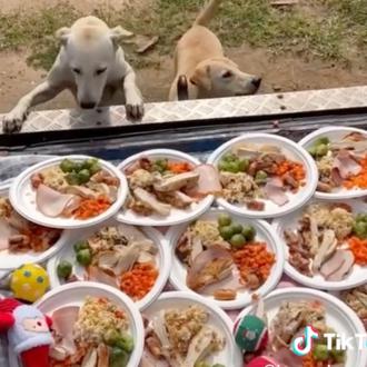 ¿Cómo celebran la Navidad los perros de la calle de …