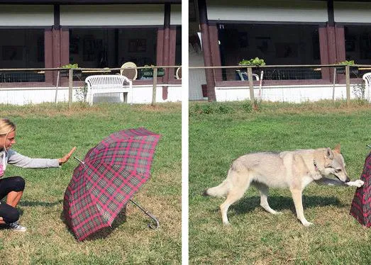 Tu perro te observa y recuerda lo que has hecho: 