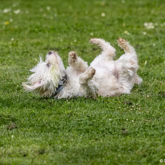 ¿Por qué es TAN importante proteger bien a nuestros perros …