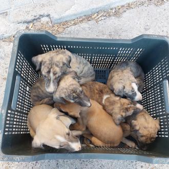 ¿Qué pasaría si las protectoras no se hicieran cargo de …