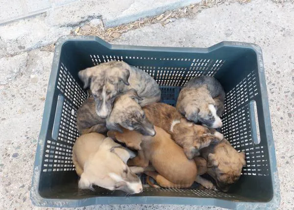 ¿Qué pasaría si las protectoras no se hicieran cargo de los perros abandonados por los cazadores? #MismosPerrosMismaLey