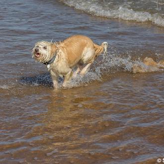 El Puerto de Santa María tendrá playa canina en el …