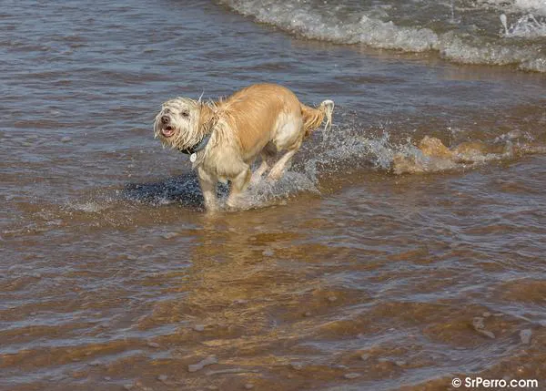 El Puerto de Santa María tendrá playa canina en el verano 2024