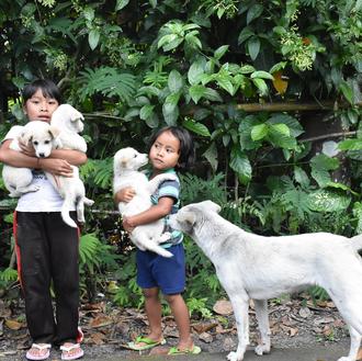 Deja a los perros dormidos en paz: lema extra eficaz …