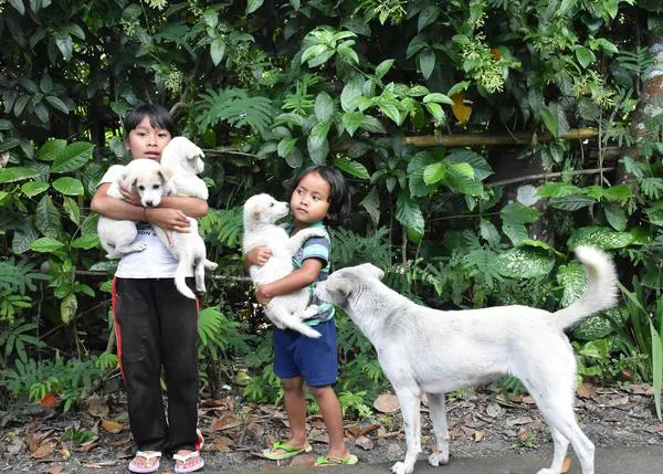 Deja a los perros dormidos en paz: lema extra eficaz para evitar mordeduras de perros a niños