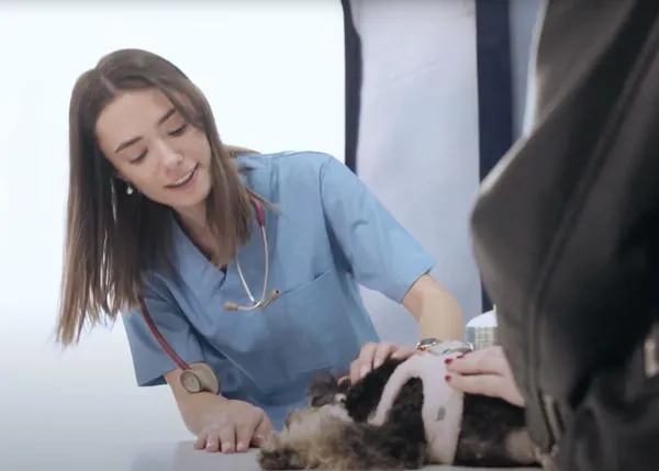 “Es tu momento”, un homenaje al bienestar veterinario de Elanco que ahora recibe un merecido premio