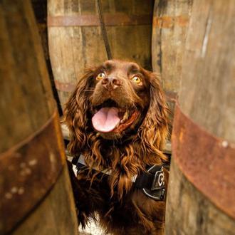 Una nariz para el Whisky, o cómo un perro es …
