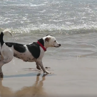 ¿Cómo ha sido el verano en la playa canina de …