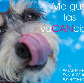 Los perros son parte de la familia, también en vacaciones …