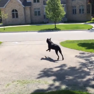 Un can con una misión: recoger el periódico y entregárselo …