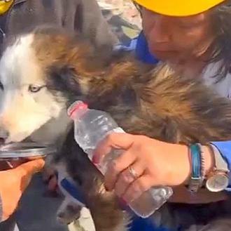 Rescatan a un perro 23 días después del terremoto de …