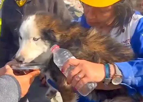 Rescatan a un perro 23 días después del terremoto de Turquía, ¡más de 3 semanas bajo los escombros!