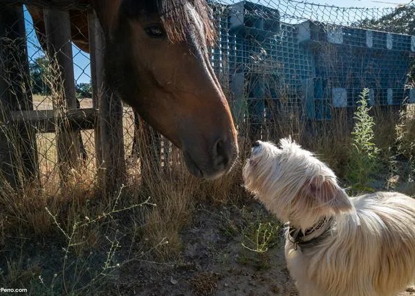 Ambivalencia en la sociedad española ante el uso de los animales: aceptable en experimentación pero inaceptable como entretenimiento