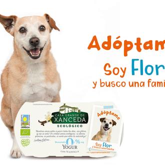 Adóptame, yogures por la adopción: ocho perros en busca de …