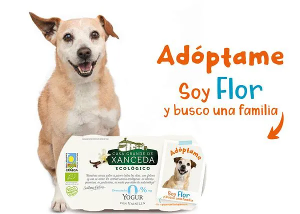 Adóptame, yogures por la adopción: ocho perros en busca de un hogar protagonizan una preciosa campaña solidaria