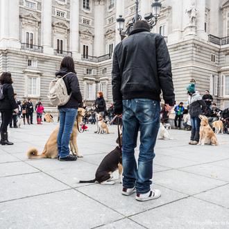 Flashmob perruna en Madrid: las fotos de SrPerro