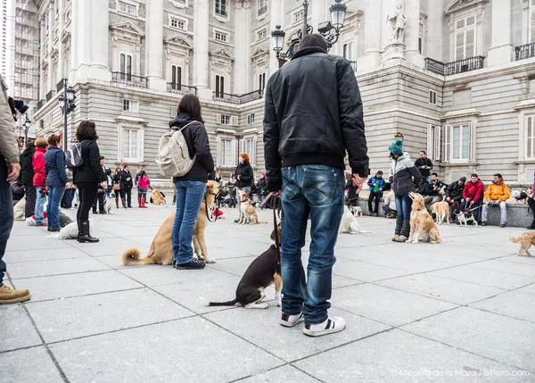 Flashmob perruna en Madrid: las fotos de SrPerro