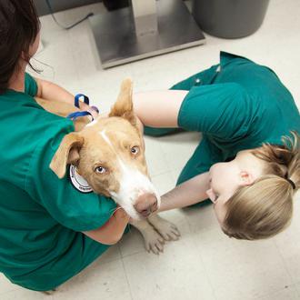 Un programa piloto enseña a los veterinarios a reconocer, responder …