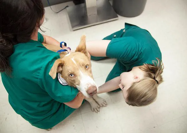 Un programa piloto enseña a los veterinarios a reconocer, responder y derivar casos de violencia de género