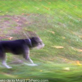 Leishmaniosis: qué es, cómo se transmite y cómo funciona la …