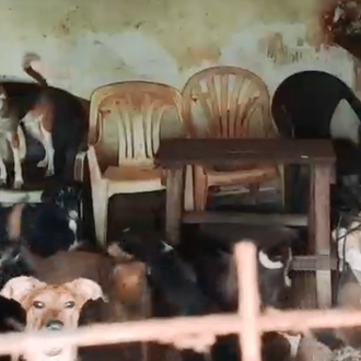 El Seprona localiza 6 perros muertos y 52 abandonados en …