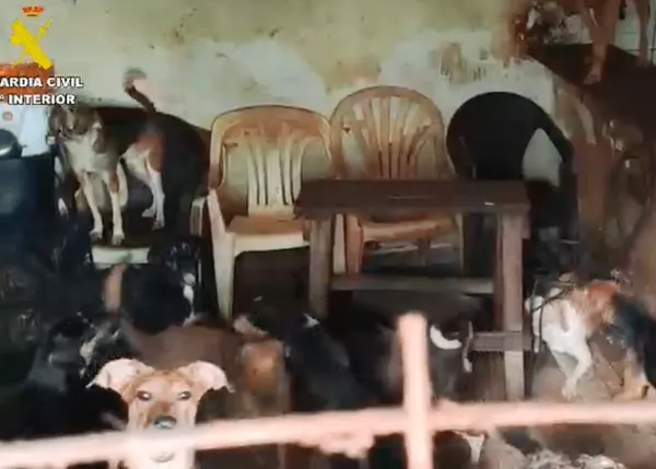 El Seprona localiza 6 perros muertos y 52 abandonados en el interior de una nave en Arganda del Rey