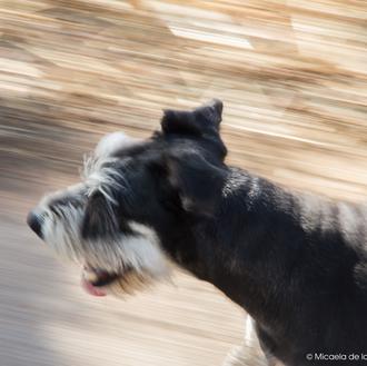 Viajar con perro en autobús y tranvía en Zaragoza: sí …