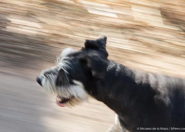 Viajar con perro en autobús y tranvía en Zaragoza: sí, pero con limitaciones