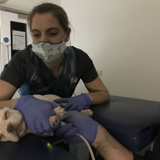 La variante Alfa del COVID podría afectar a perros y …