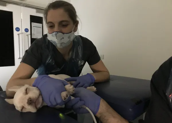 La variante Alfa del COVID podría afectar a perros y gatos, según un estudio, causando problemas cardíacos