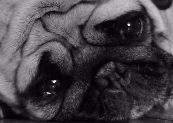 El diario de los perros tristes...  y el olor del culo