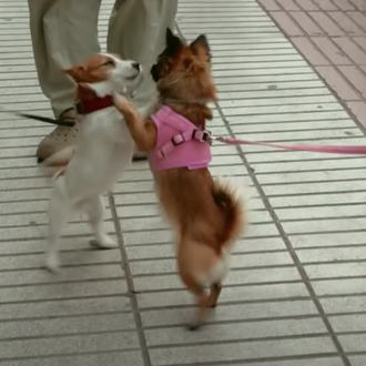 Perros urbanos vs perros de campo, la visión de Wild …