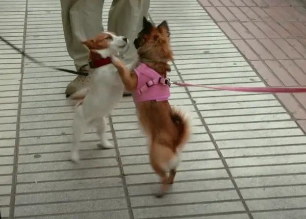 Perros urbanos vs perros de campo, la visión de Wild Frank sobre la humanización excesiva de los canes