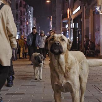 La perra protagonista del documental Stray sobre los perros callejeros …