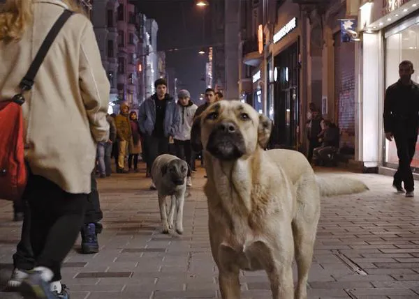 La perra protagonista del documental Stray sobre los perros callejeros de Estambul, ¡ha sido adoptada!